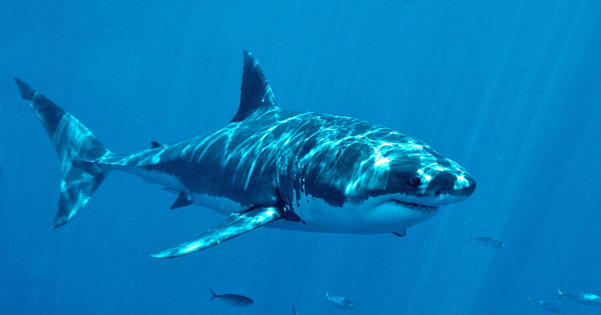 Shark behavior explained on ‘Shark Watch TODAY’