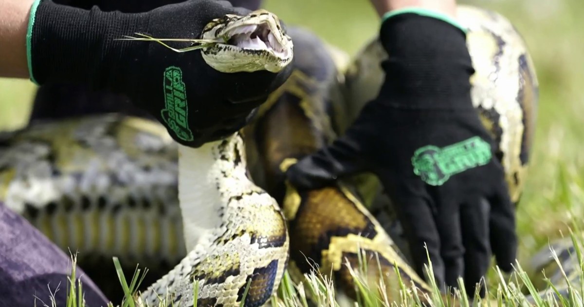 Florida python hunt is underway this weekend