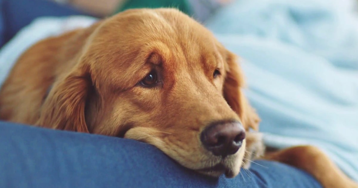 Dozens Of Dogs In Michigan Sick With Unidentified Virus Dozens Of Dogs In Michigan Sick With Unidentified Virus