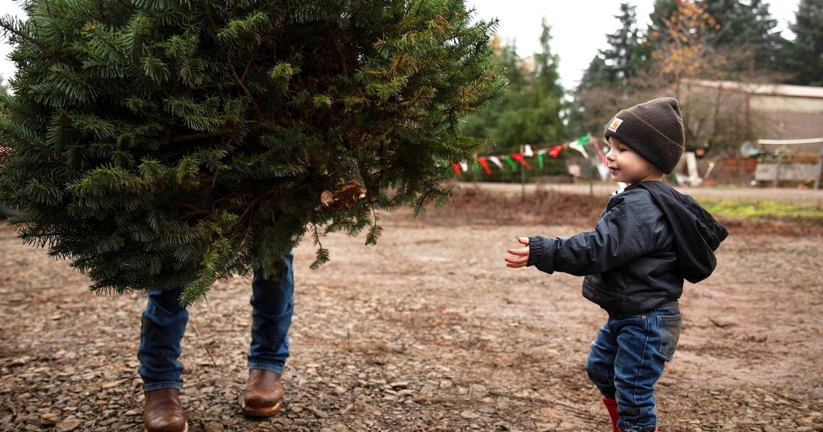 Cost of Christmas trees expected to rise in 2022
