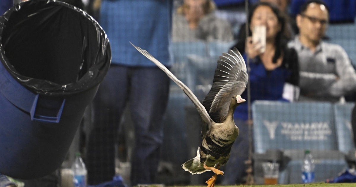 Goose grabs best seat in the house at PadresDodgers game