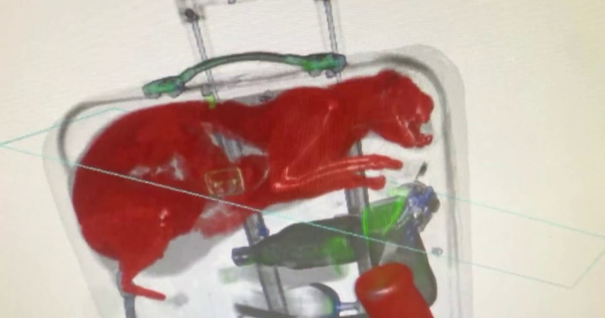 X-ray shows live tabby cat inside checked luggage at JFK airport