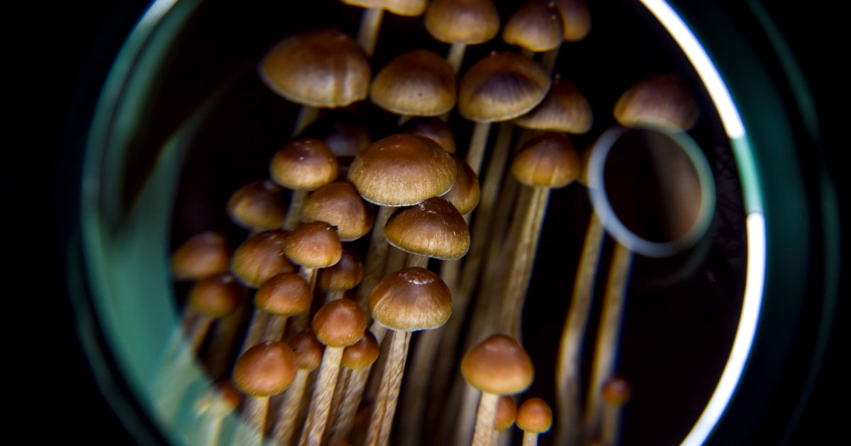Magic mushroom compound psilocybin found to help treat addiction