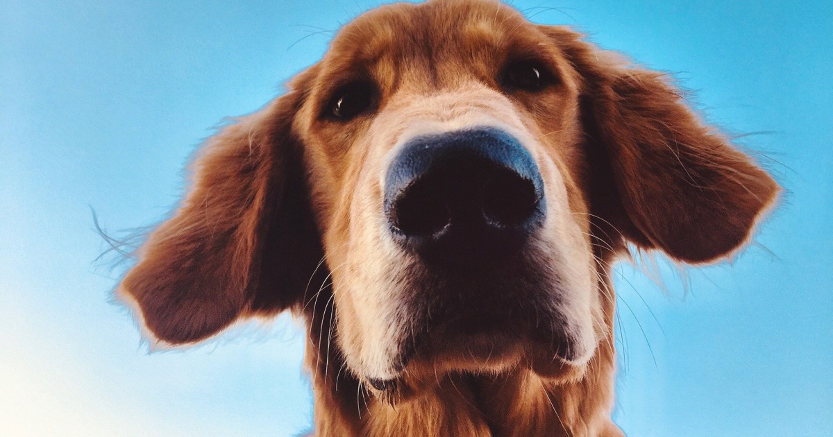 American Kennel Club announces top dog names