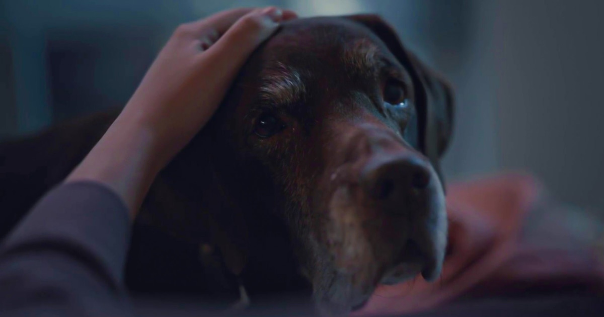The Farmer’s Dog pulls at heart strings in Super Bowl ad