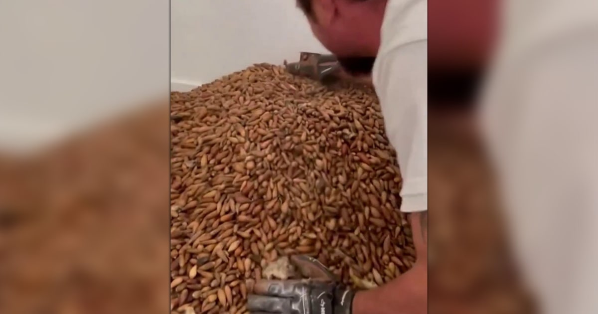 Pest control finds woodpecker’s 700 lb acorn stash inside home