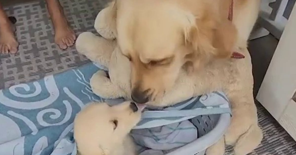 Dog that carried stuffed animal around gets reallife puppy pal
