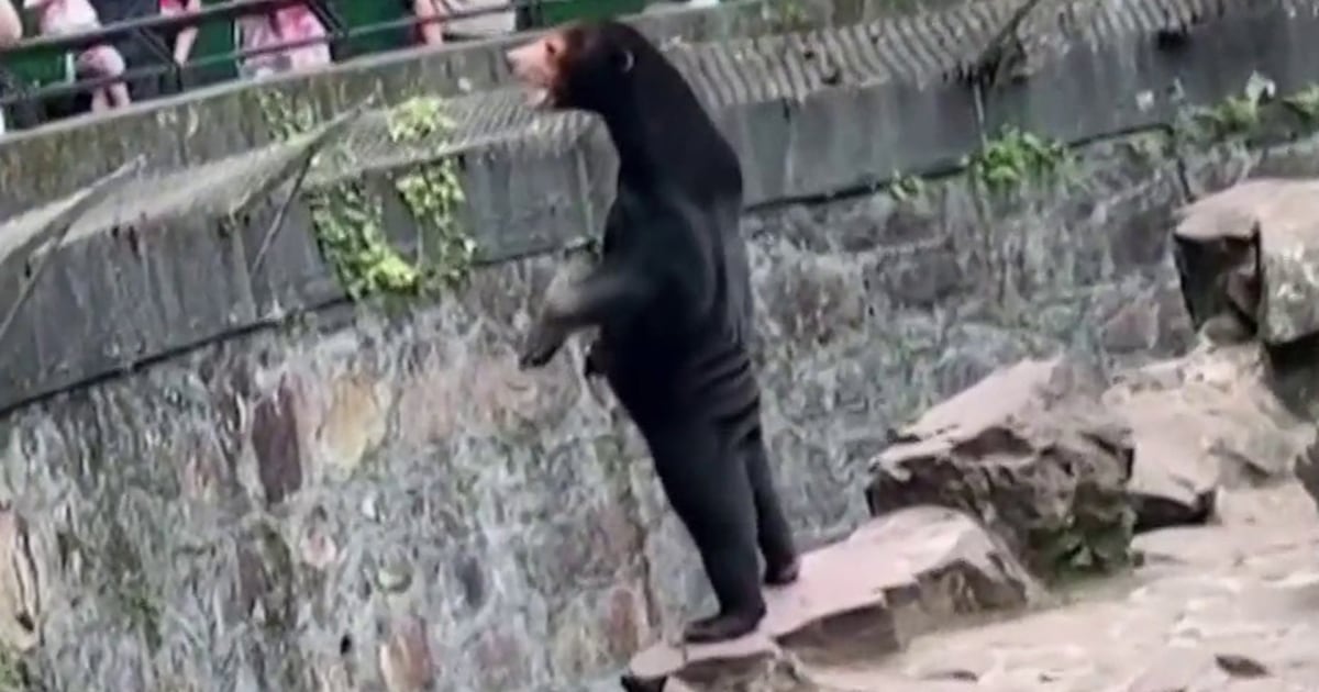 China zoo denies that sun bear is fake