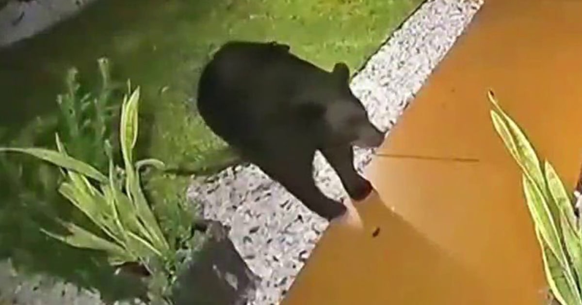 Huge bear swipes family’s $45 Taco Bell order from their porch