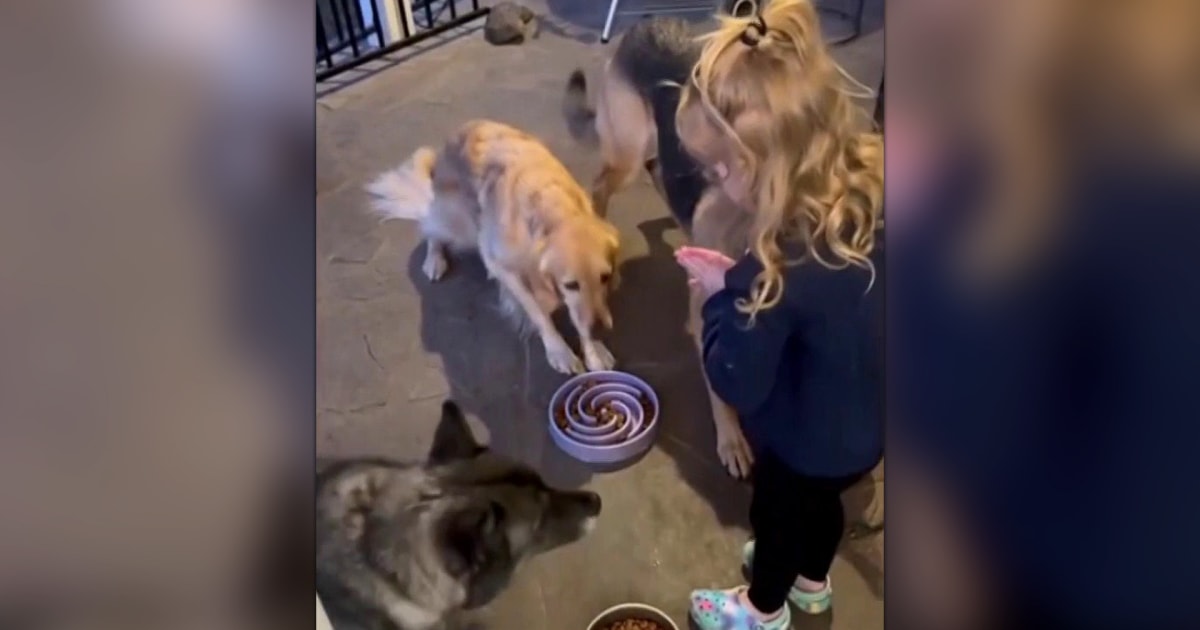 Little girl makes sure her dogs say grace before dinner