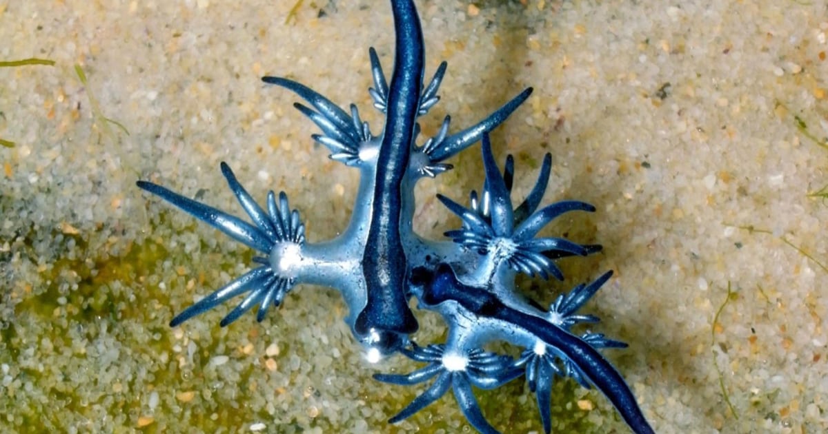 Blue dragons wash ashore on Texas beaches