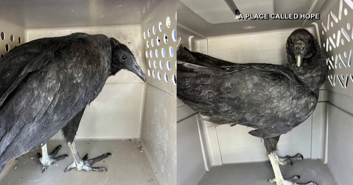 Vultures nursed back to health after getting drunk in bar's dumpster