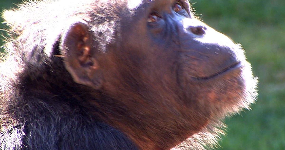 Hundreds of lab chimps to be retired