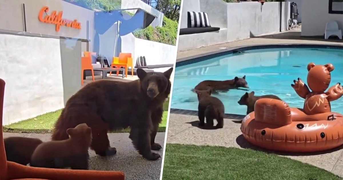 Mama bear and cubs enjoy spa day in California backyard