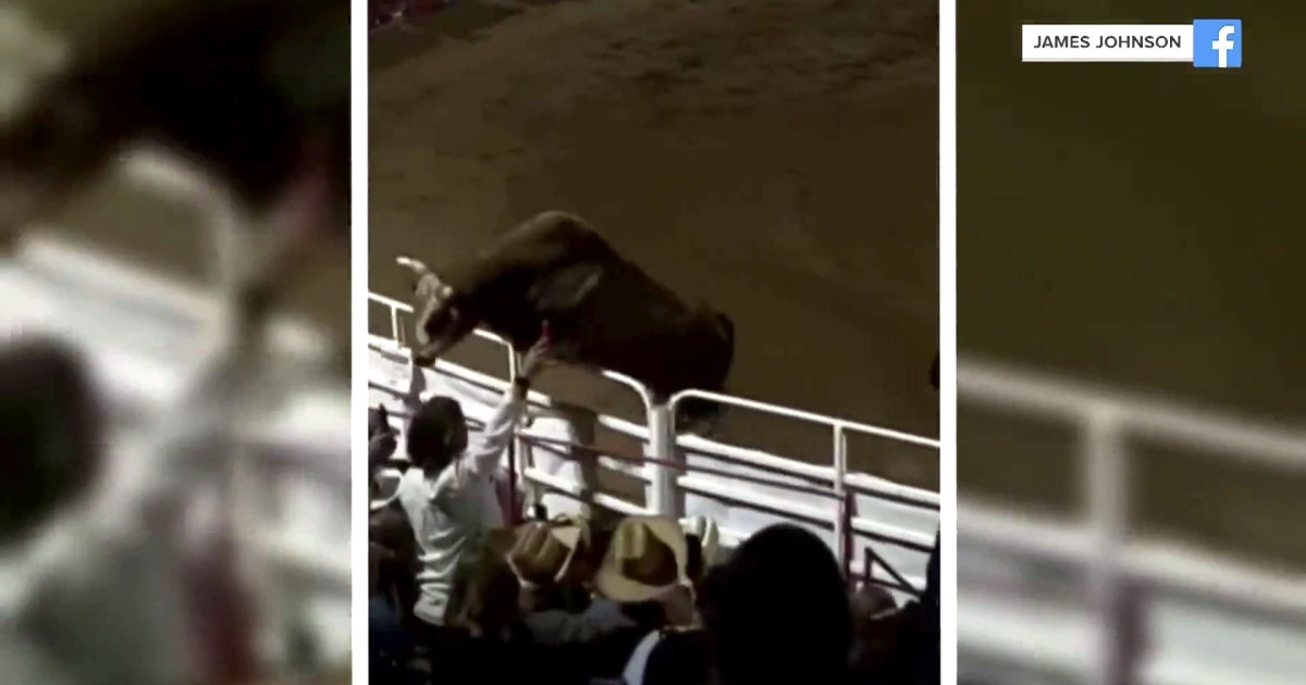 Rodeo bull jumps arena fence, injuring several people