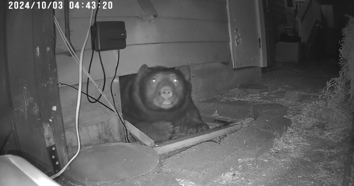 Homeowner Says 550 Pound Bear Living Under House Has Pushed