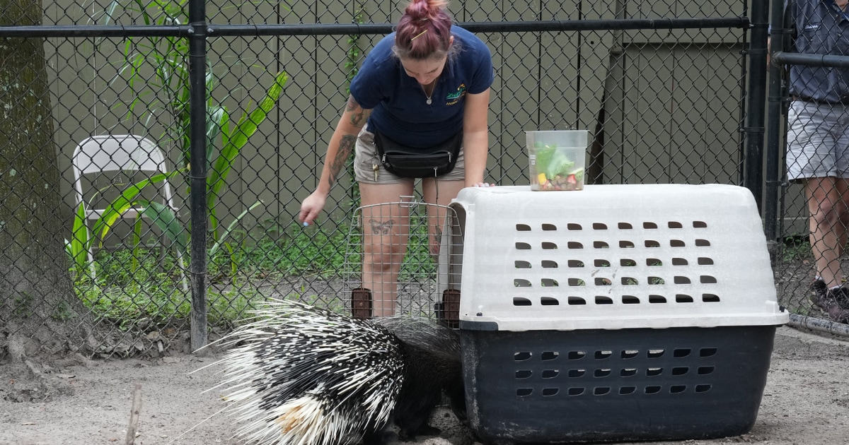 Inside the efforts to keep animals safe during Hurricane Milton