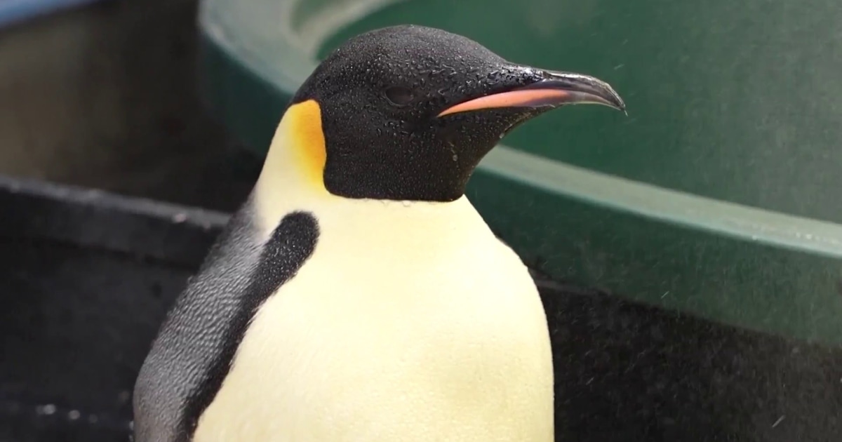 コウテイペンギン、自宅から3,000マイル離れたオーストラリアで発見