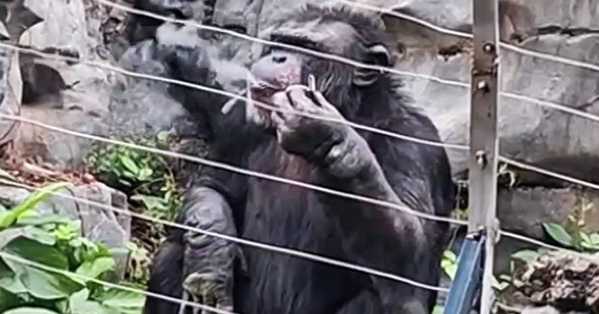 Gorilla finds lit cigarette and smokes like he’s done it before