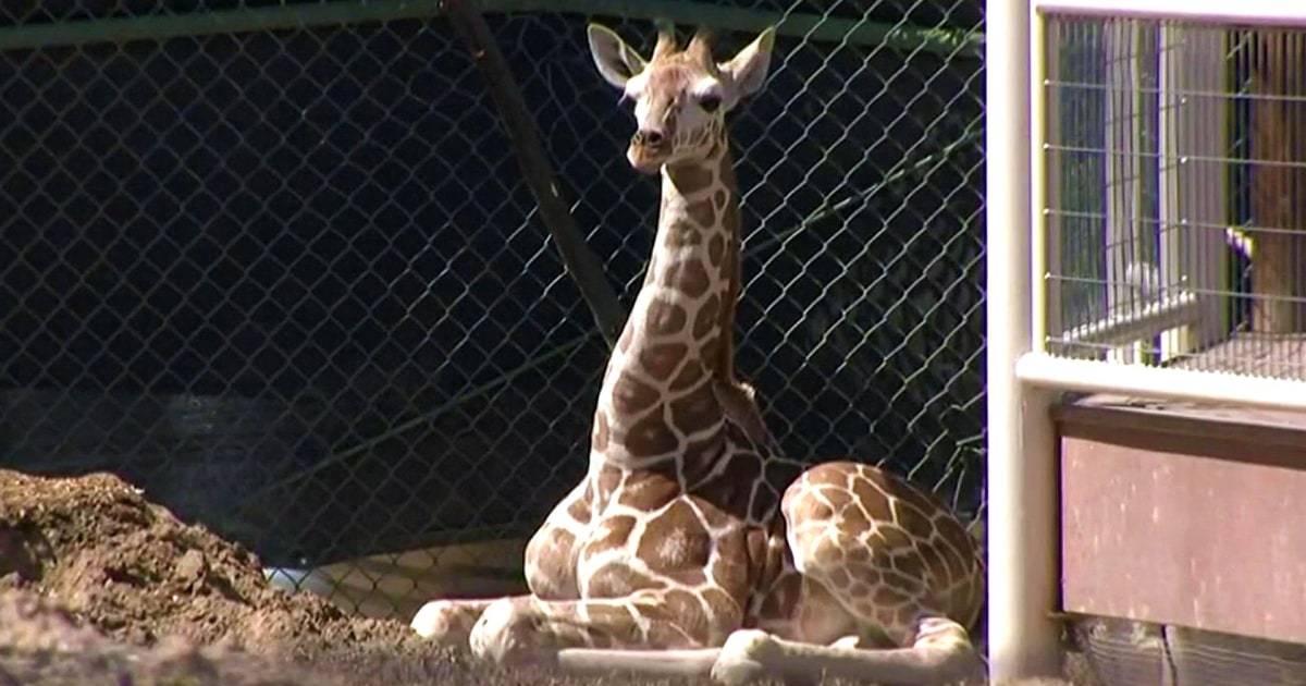 Denver Zoo announces name of its baby giraffe after public vote