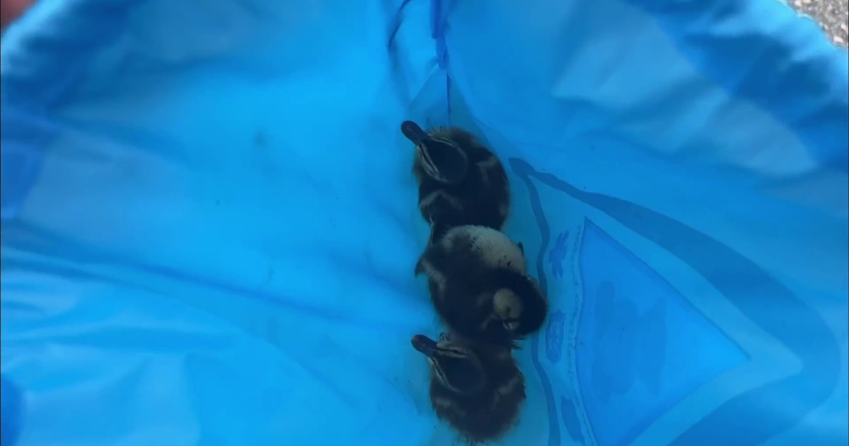 First responders rescue 3 baby ducks from storm drain in MA