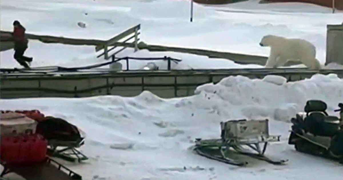 Video shows man narrowly escaping a charging polar bear