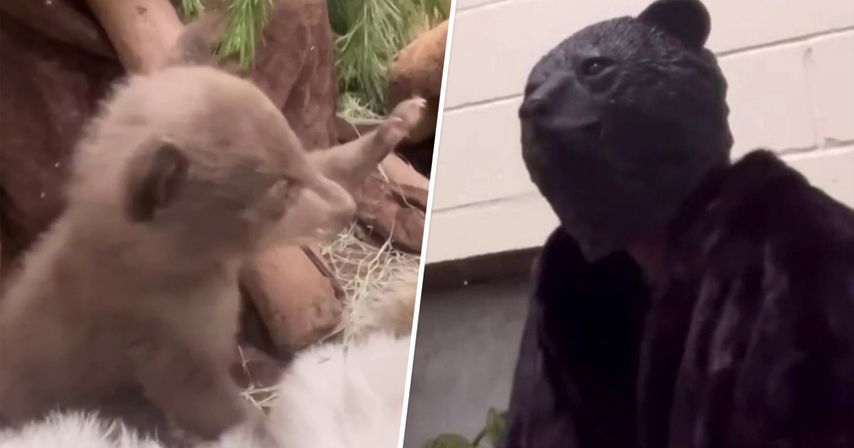 Humane Society workers wear bear costumes to care for cub