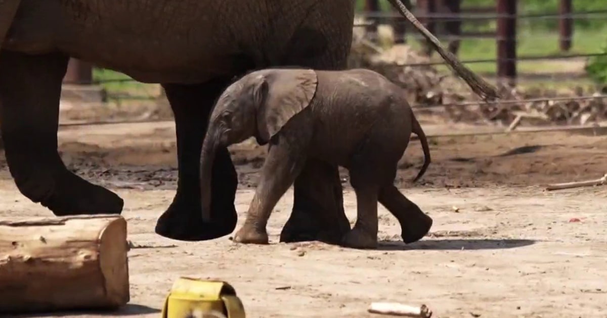 Kansas Zoo Shares Name and Gender of Baby Elephant on TODAY