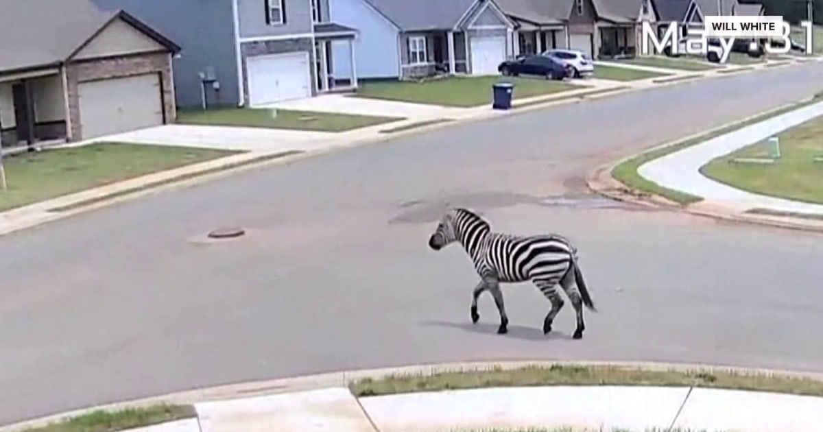 Missing Zebra in Tennessee Spotted After Escaping