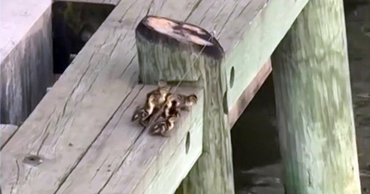 Crowd Cheers Brave Ducklings Taking Leap of Faith to Reach Mom