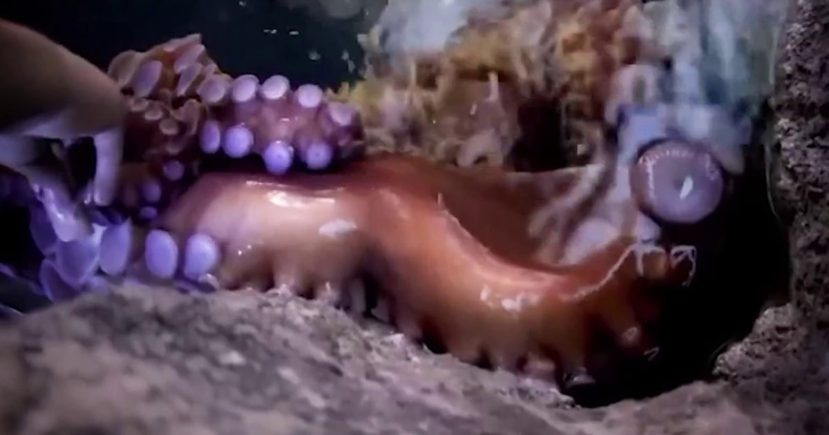 6-Year-Old Boy Injured After Octopus Grabs His Arm at Aquarium
