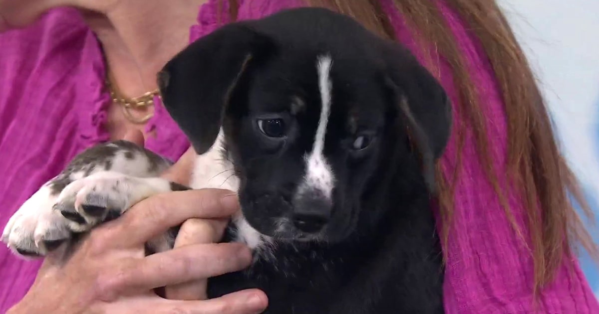 How to Prepare for Puppy Adoption: Paperwork, Training, More