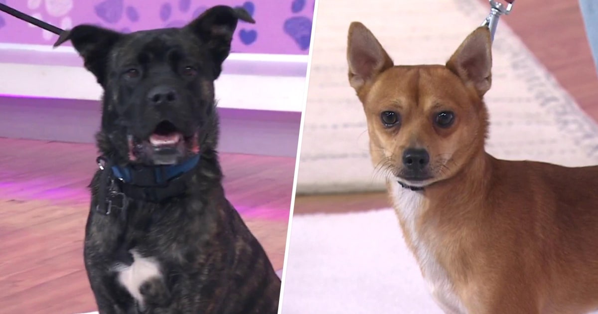 Meet Dogs Named After ‘Only Murders’ Stars Up for Adoption