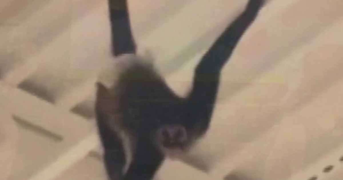 Pet Monkey Gets Loose and Swings Through Halloween Store