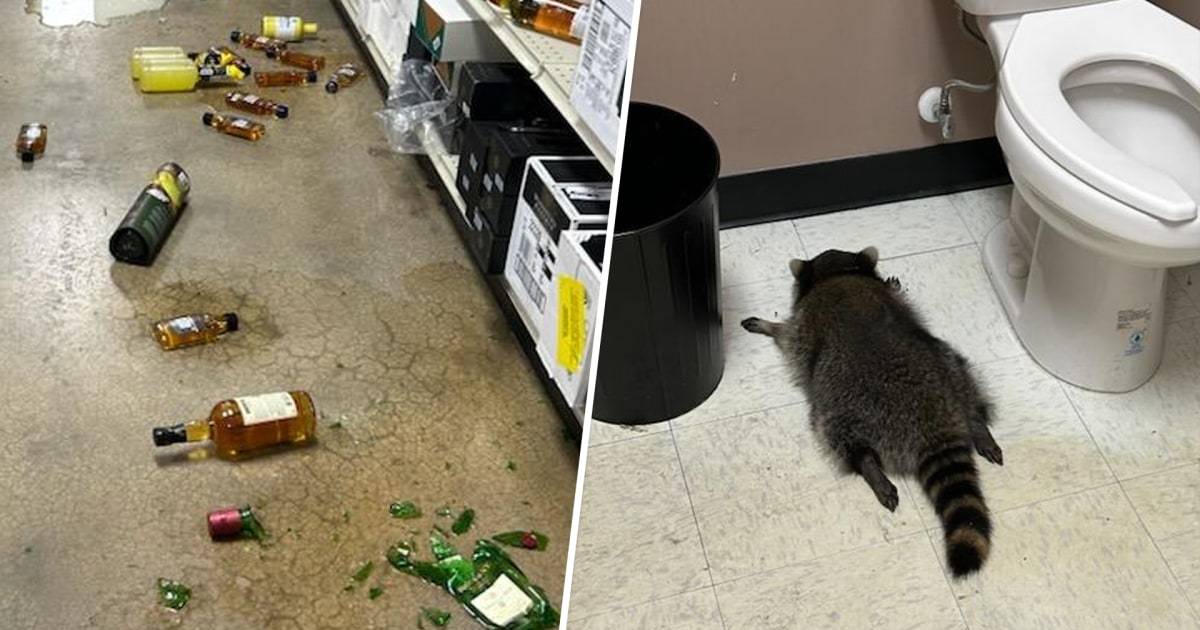 Driunk Racoon Raccoon Breaks Into Liquor Store, Passes out on Bathroom Floor