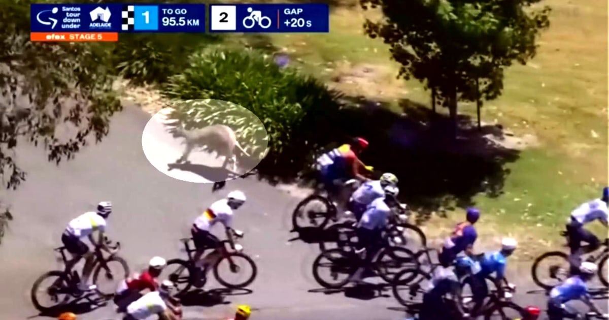 Kangaroo Crash Causes Chaos During Cycling Race in Australia