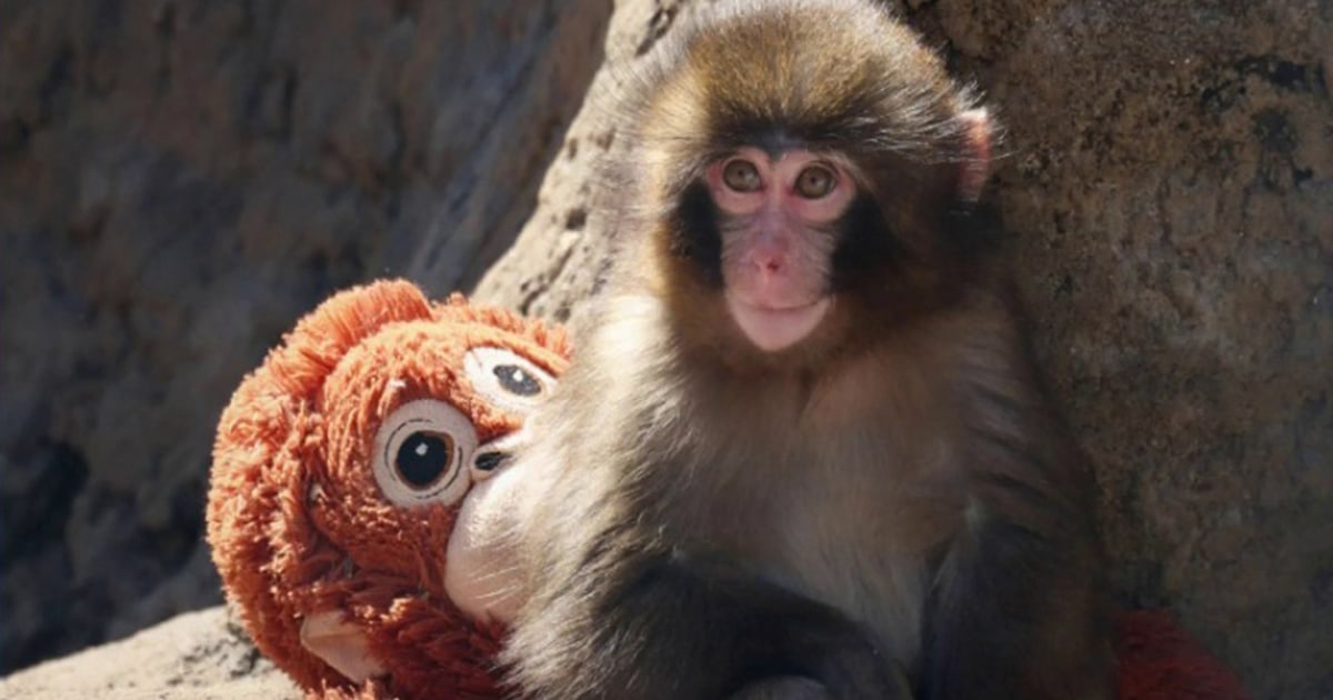 Punch the Monkey Goes Viral for Carrying Comfort Stuffie