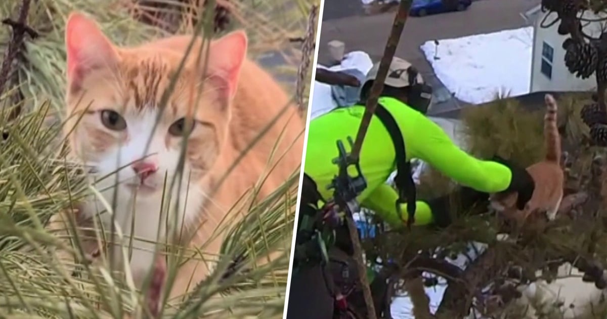 Adorable Cat Rescued After Being Stuck in Tree for 3 Days