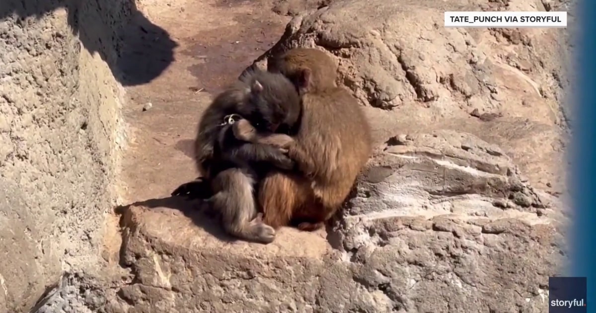 On #SundayTODAY: @WillieGeist runs through our Highs and Lows of the week, including the newfound love and friendships for Punch the Monkey.