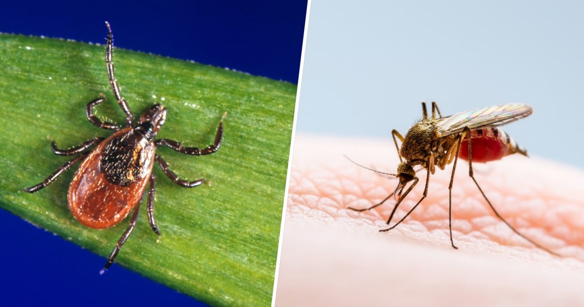 Health Experts Share Summer Tips to Reduce Tick and Mosquito Exposure