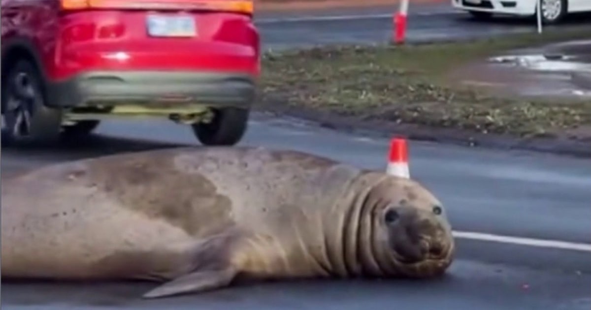 Thousands Flock to See 2,000lb Neil the Seal in Australia