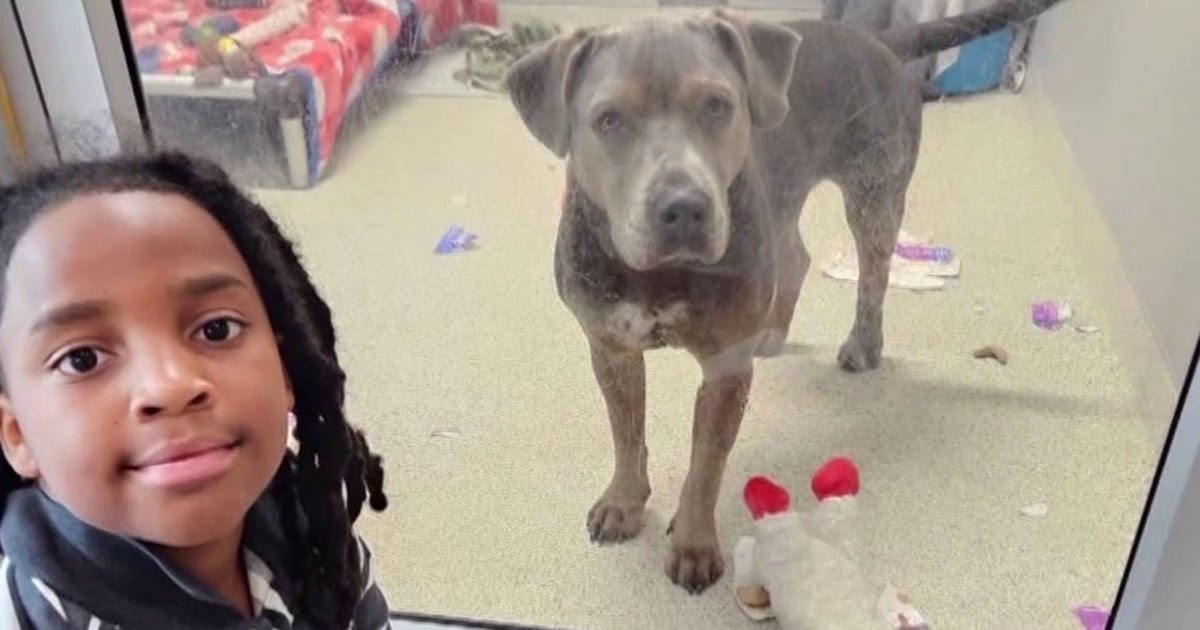 11-Year-Old Becomes First Kid to Read 100 Hours to Shelter Pets