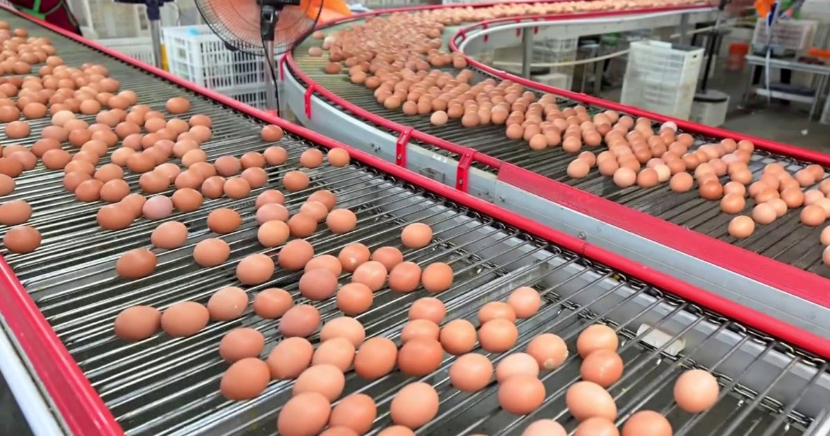 Eggs recalled over salmonella; cyclospora outbreak expands