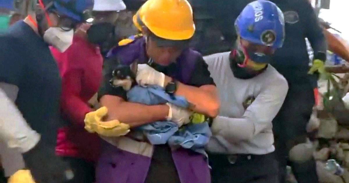 Dog Rescued From Colombia Quake Offers Hope to Find Survivors