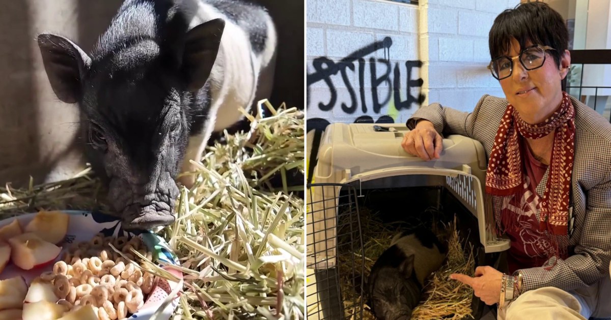 Grammy-Winning Songwriter Diane Warren Adopts Runaway Pig