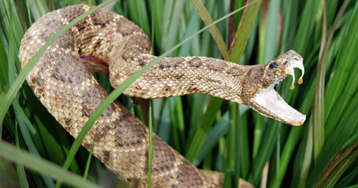 Fear of snakes evolved in humans