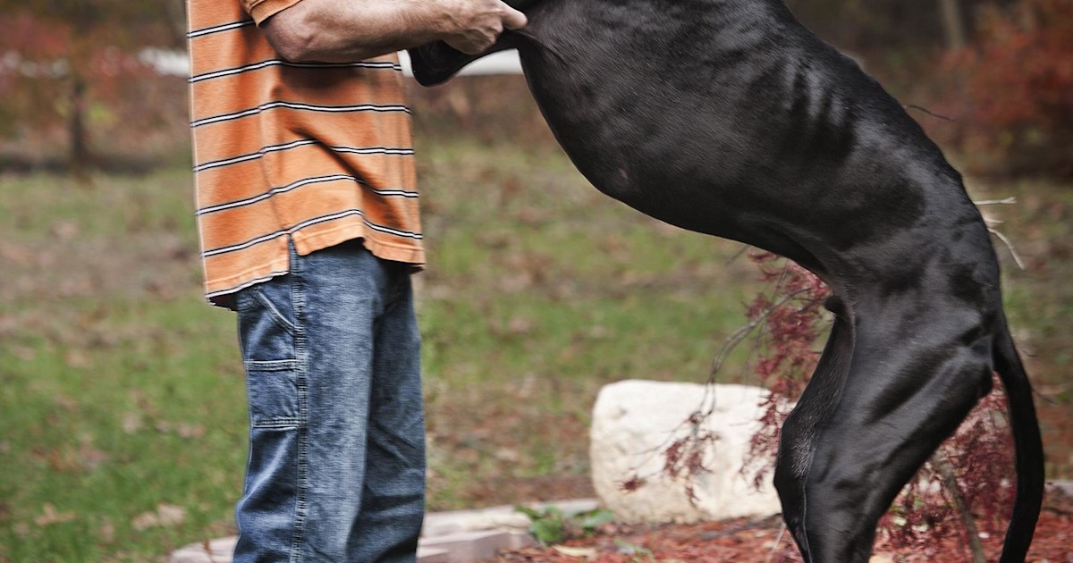 Zeus, the world's tallest dog ever, dies at age five