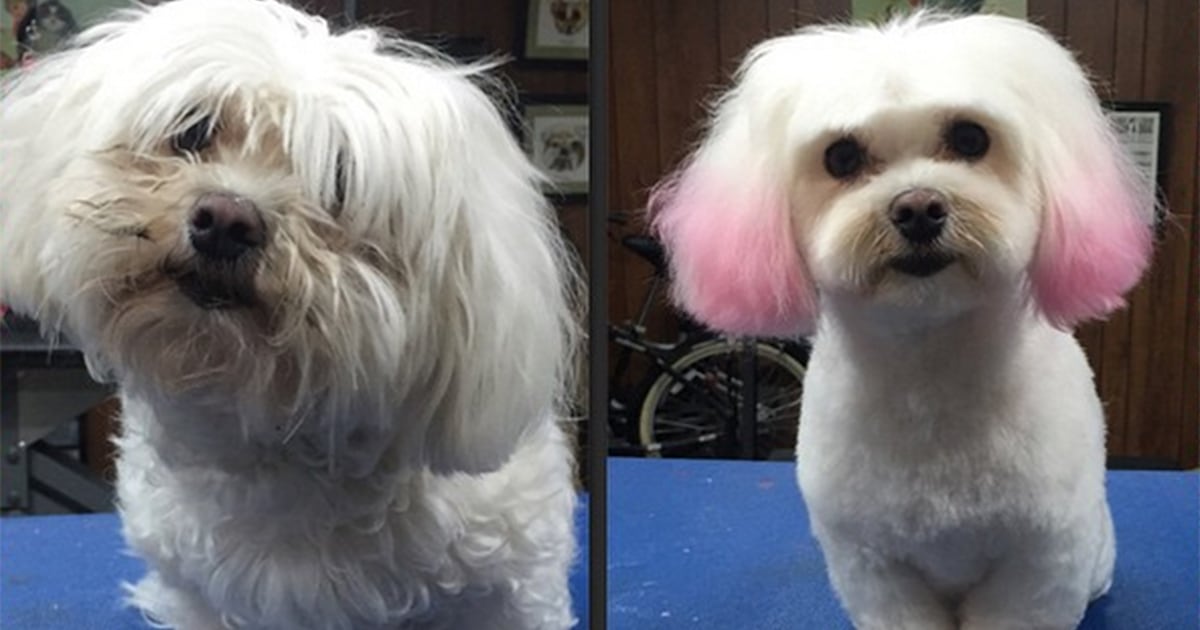 This LA dog groomer gives her customers hair with flair