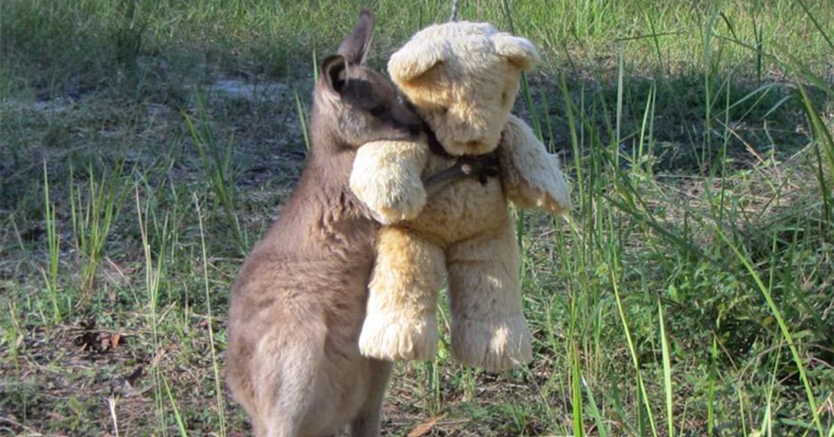 bat hugging teddy bear