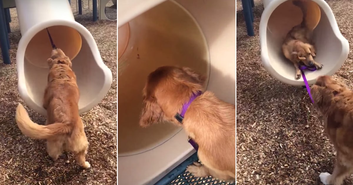 Watch this sly dog turn his puppy pal into a slide dog